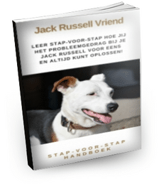 Jack Russell