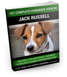 Jack Russell