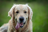 golde retriever