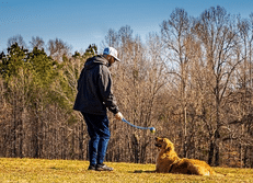 golden retriever