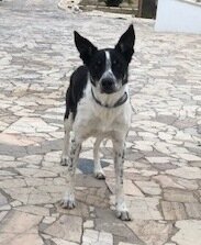 rescuehonden uit Spanje