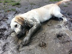 Nadelen van een hond